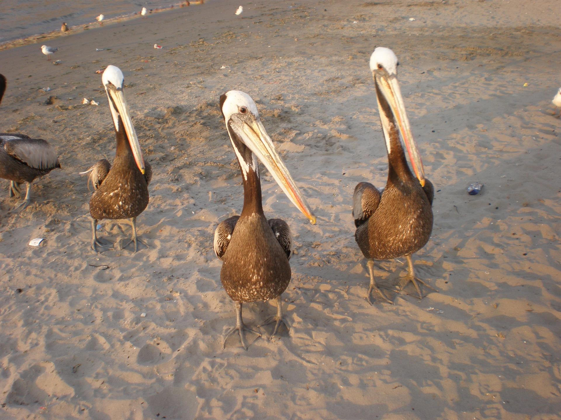 Pélicans sur la plage de Paracas