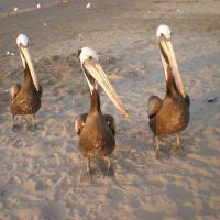 Pélicans sur la plage de Paracas