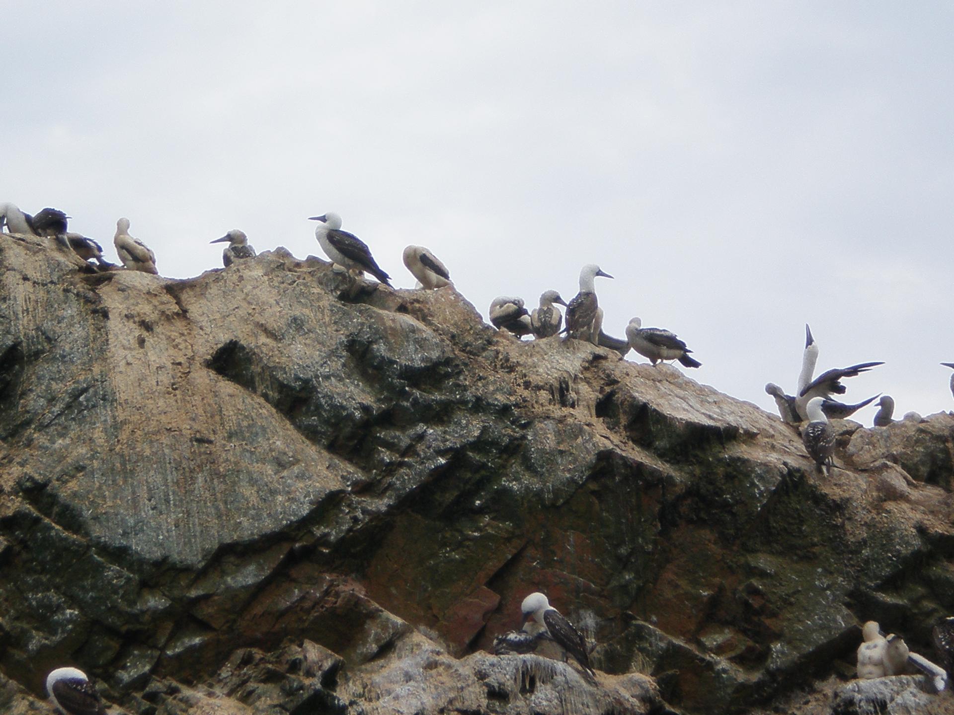 Oiseaux des îles Ballestas