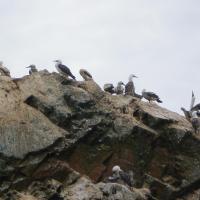 Oiseaux des îles Ballestas