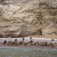 Otaries venant de mettre bas