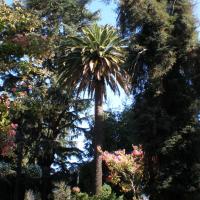 Place d'Armes Talca