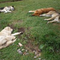 La nonchalence des chiens latinos