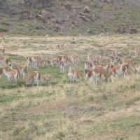 Guanacos